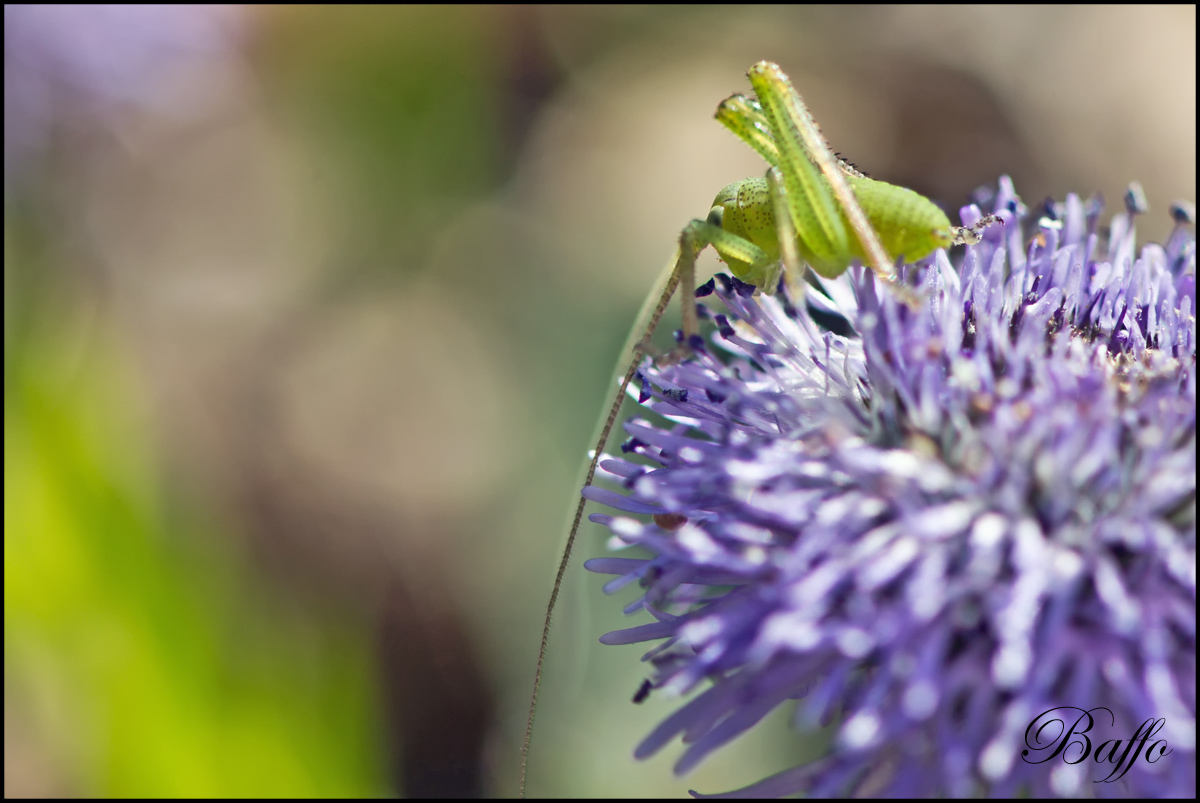 Piccolo Grillo da identificare